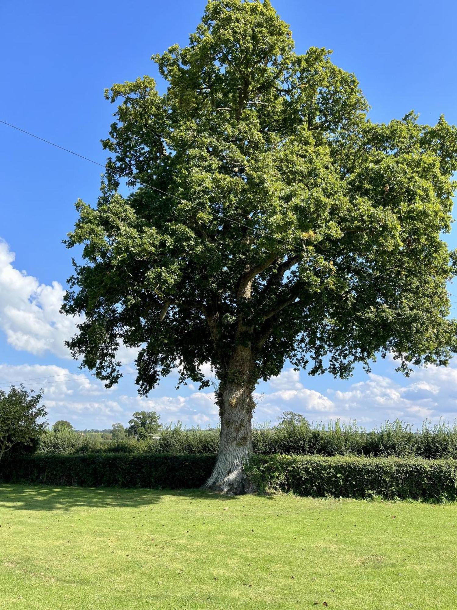 StalbridgePriors Oak - A Cosy Studio With Countryside Views In Dorset住宿加早餐旅馆 外观 照片